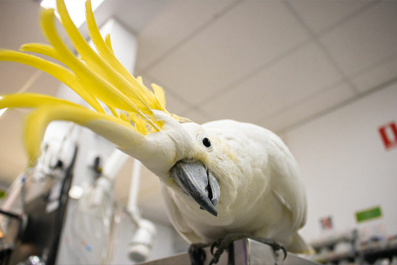 Alan the Cockatoo