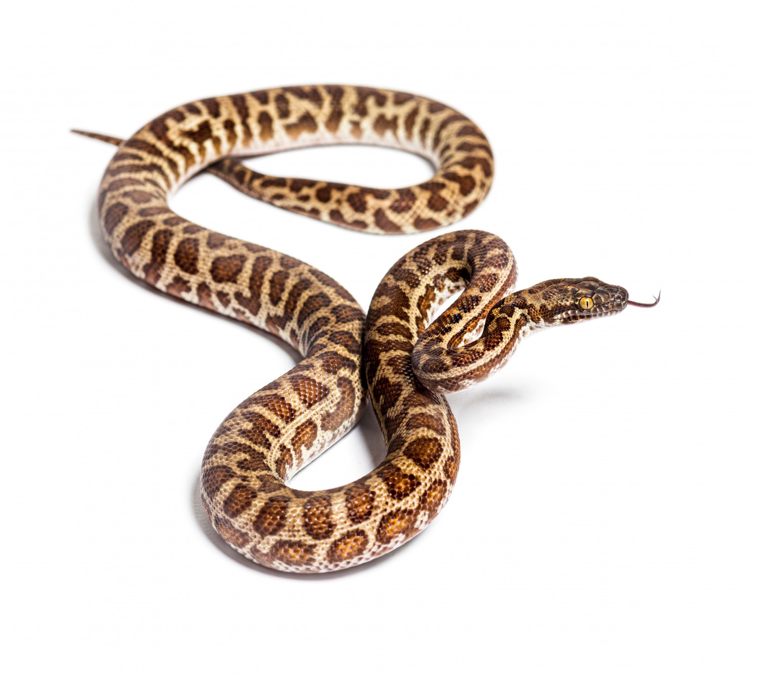 Snake