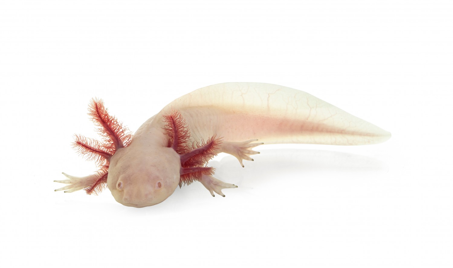 axolotl 