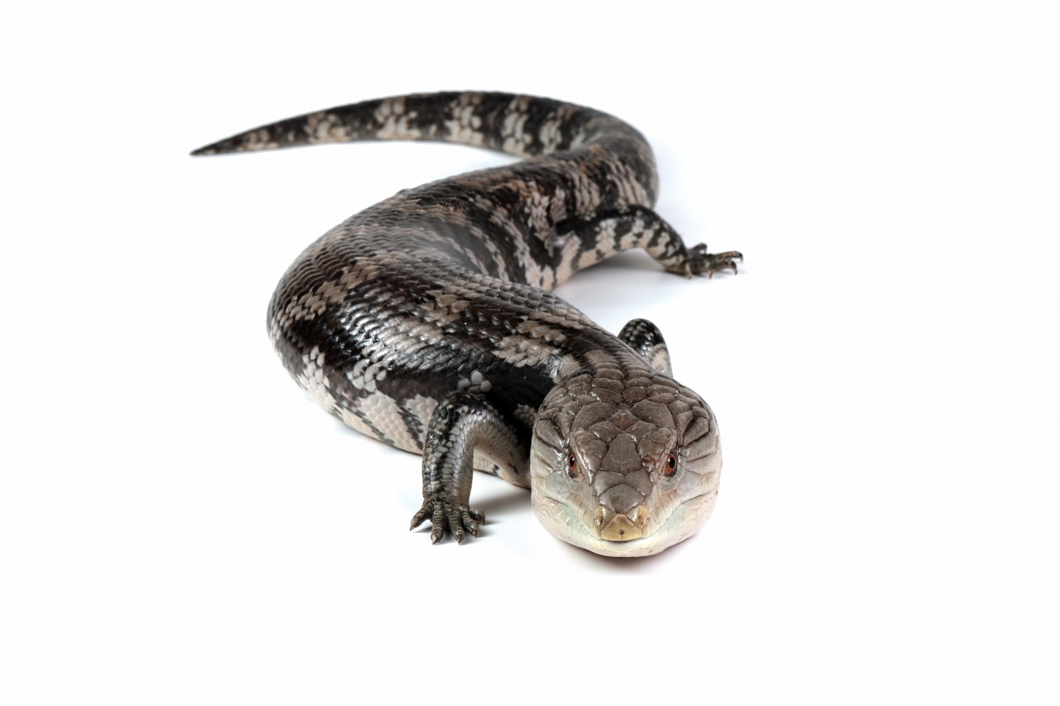 Lizard