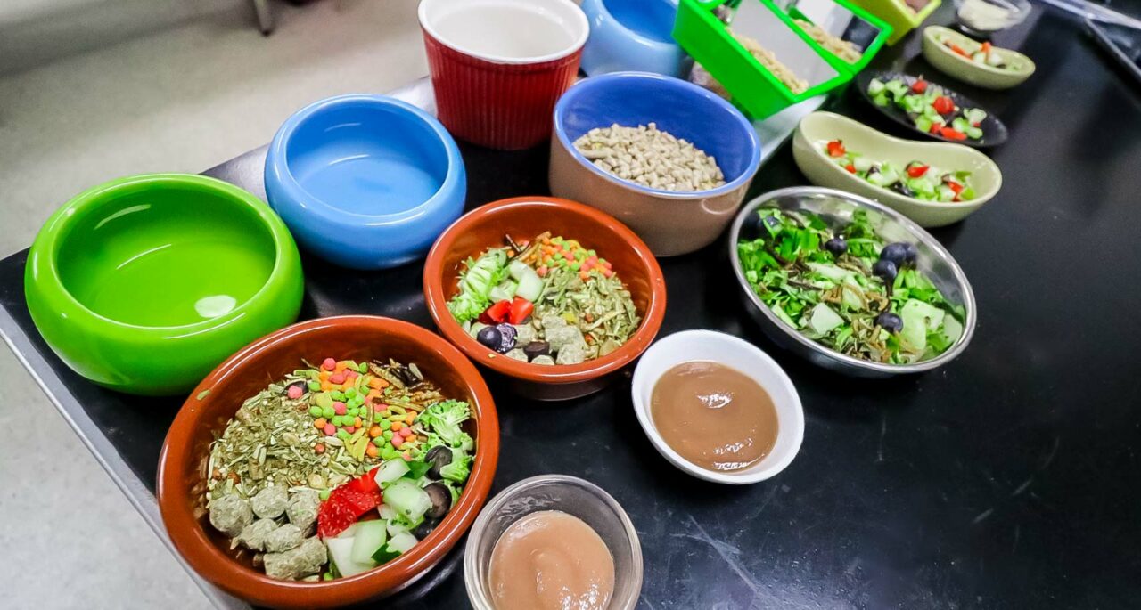 Pet Food Prepared