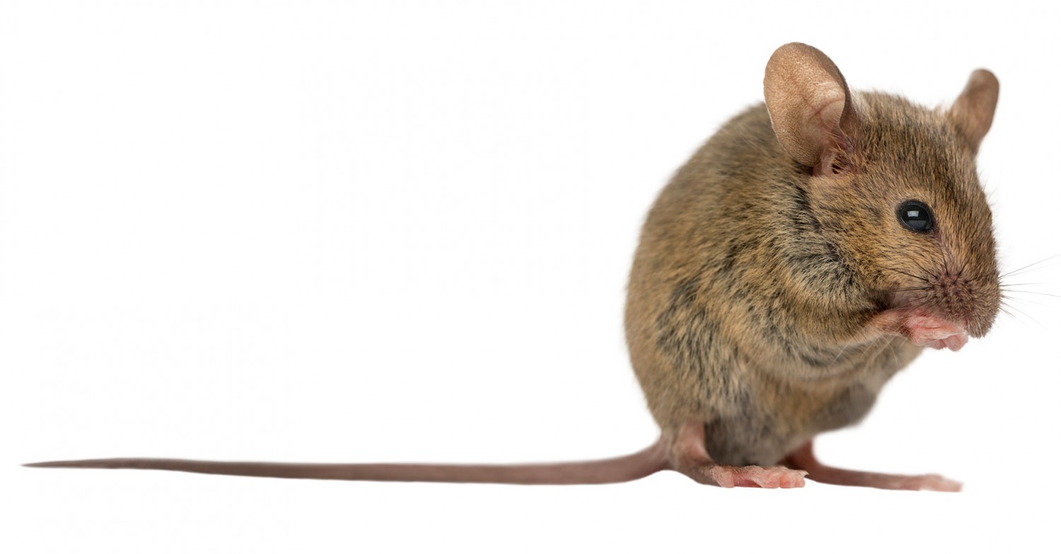 Mouse Mouse