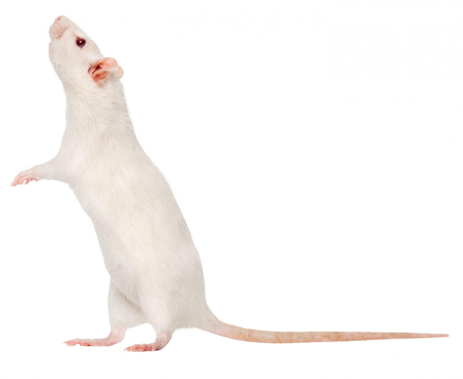 White Rat White Rat
