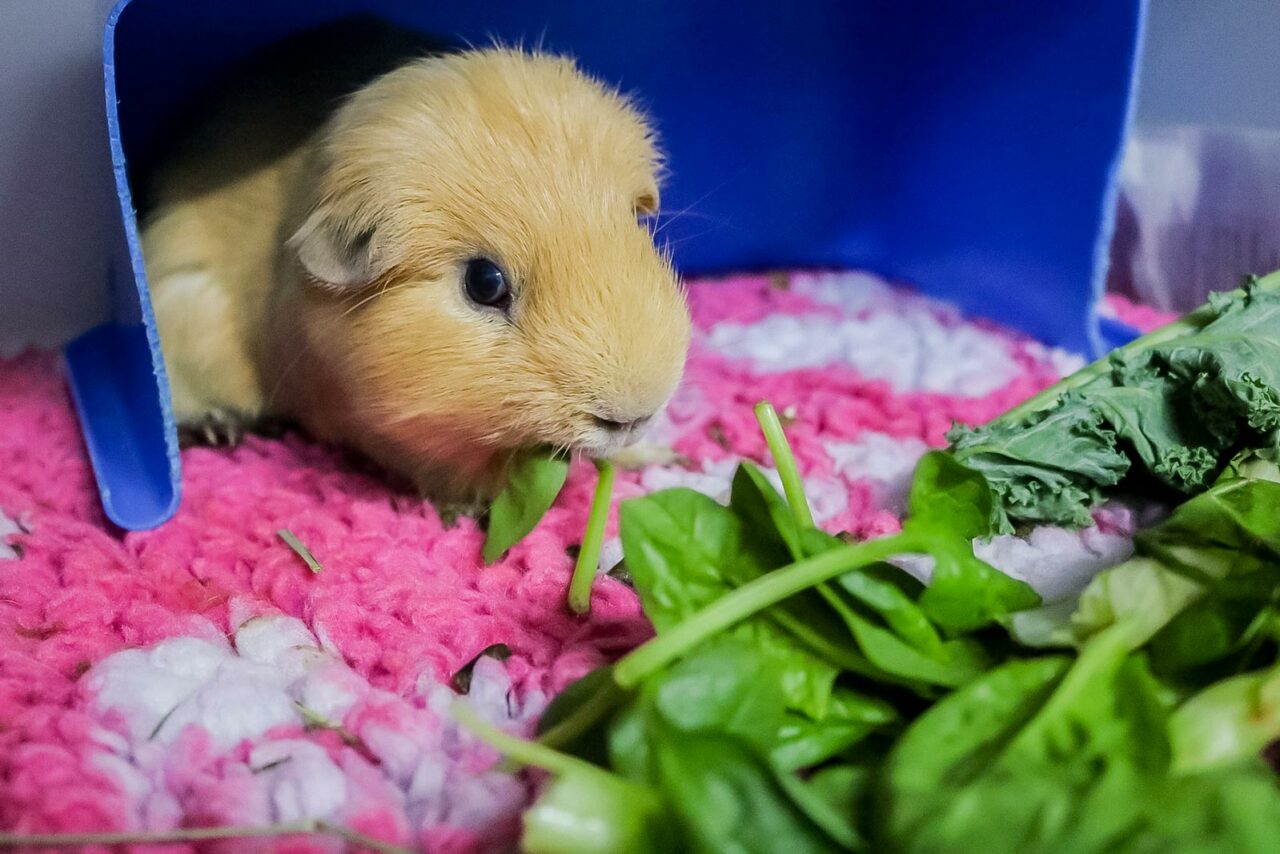 Guinea pig