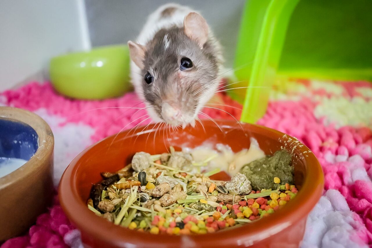Patient Eating