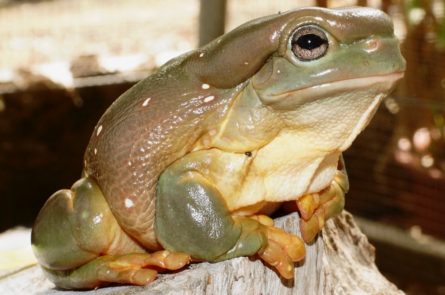 Frog